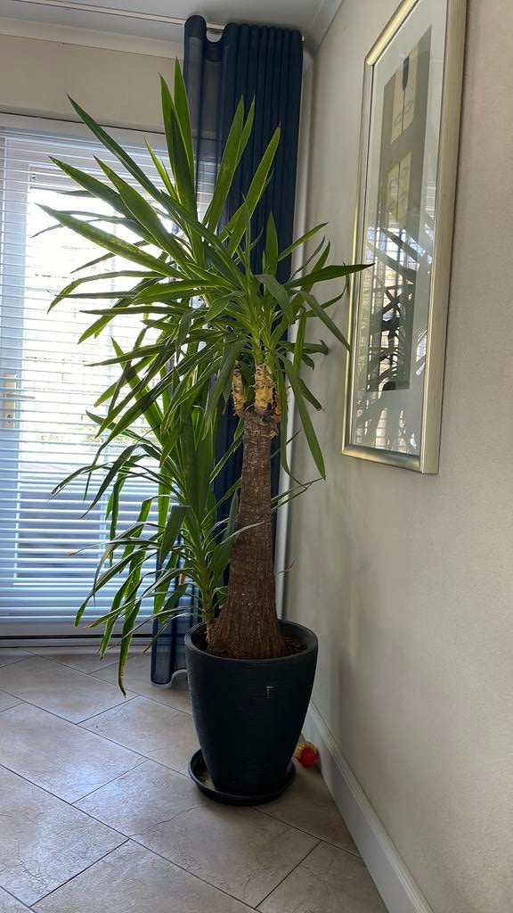 Grote yuca in pot, Ophalen, In pot, Halfschaduw, Minder dan 100 cm