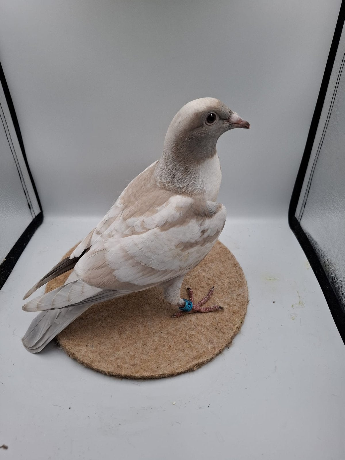 Mooie jonge Kleurpostduif, Dieren en Toebehoren, Vogels | Duiven, Postduif