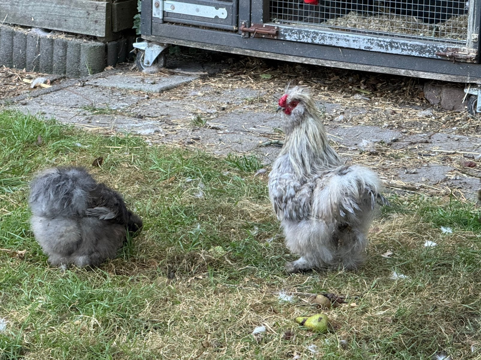 1 of 2 haantjes van zijdehoen kriel van vorig jaar, Dieren en Toebehoren, Pluimvee, Mannelijk, Kip