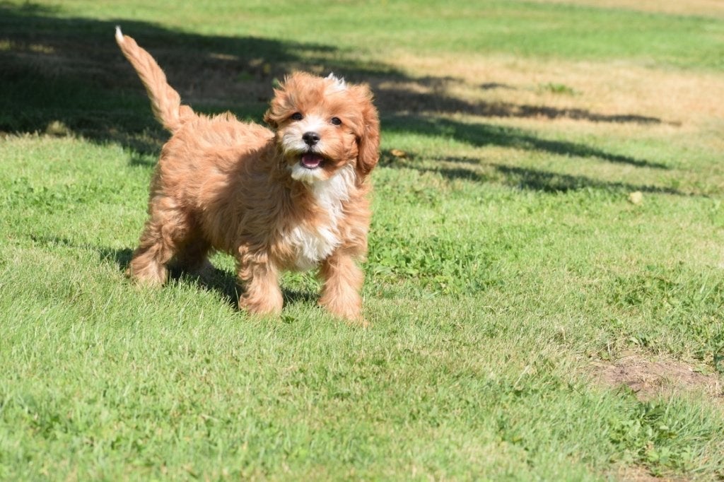 Cavapoo pups, 15 weken tot 1 jaar, Buitenland, Meerdere, Meerdere dieren