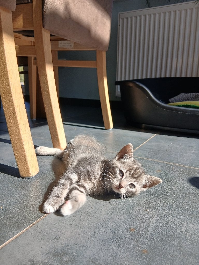 Kittens, Meerdere dieren, 0 tot 2 jaar
