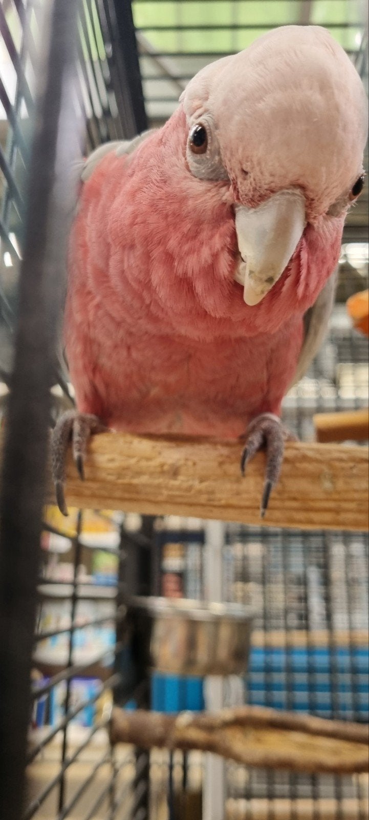 Rosé Kaketoe pop!, Vrouwelijk, Papegaai, Geringd