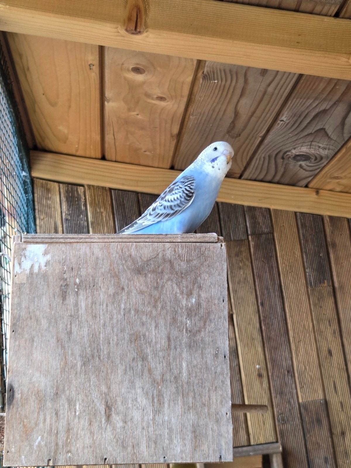 parkieten, Dieren en Toebehoren, Vogels | Parkieten en Papegaaien, Meerdere dieren, Parkiet