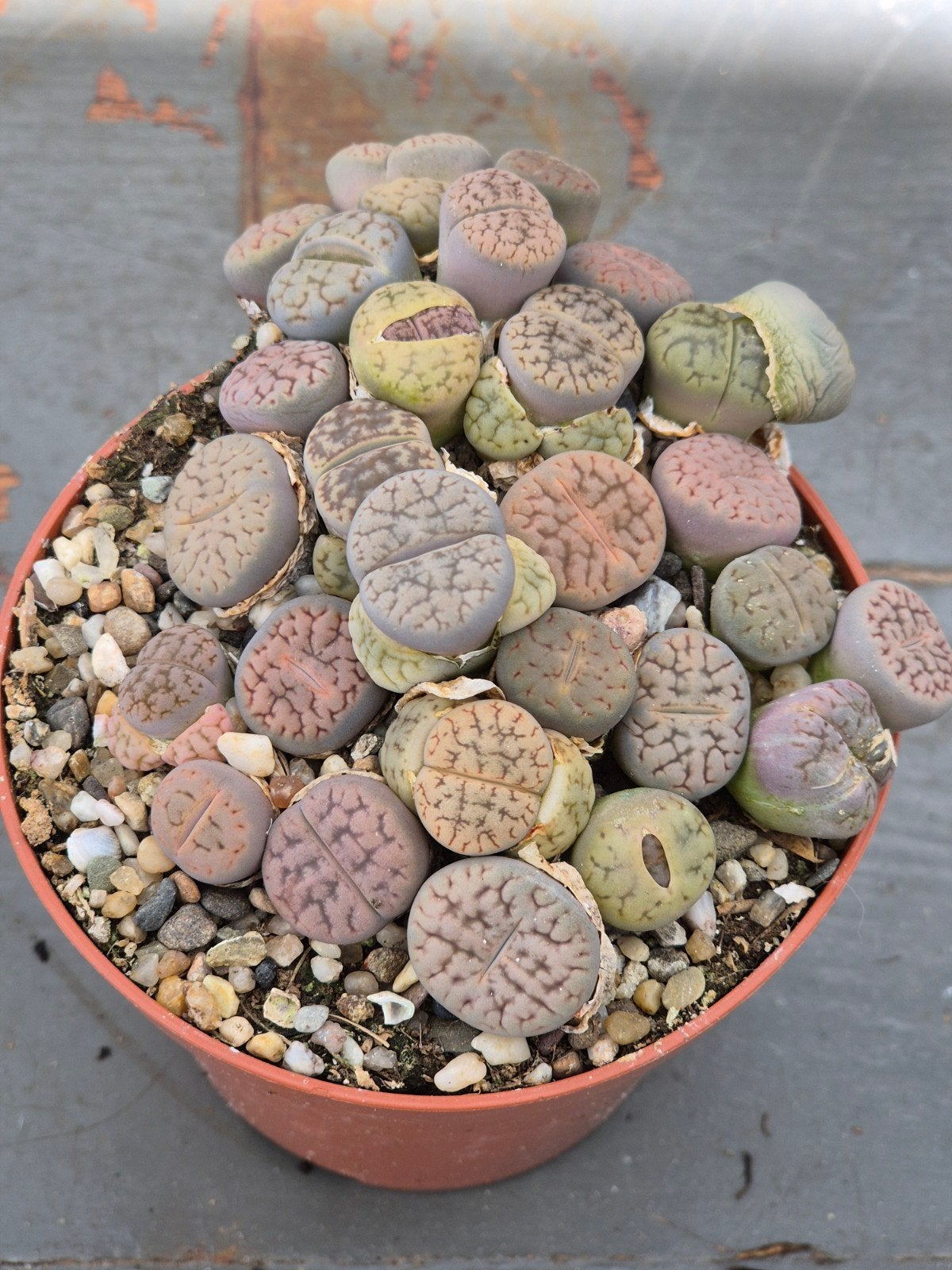 Lithops Levende stenen p8 (10)