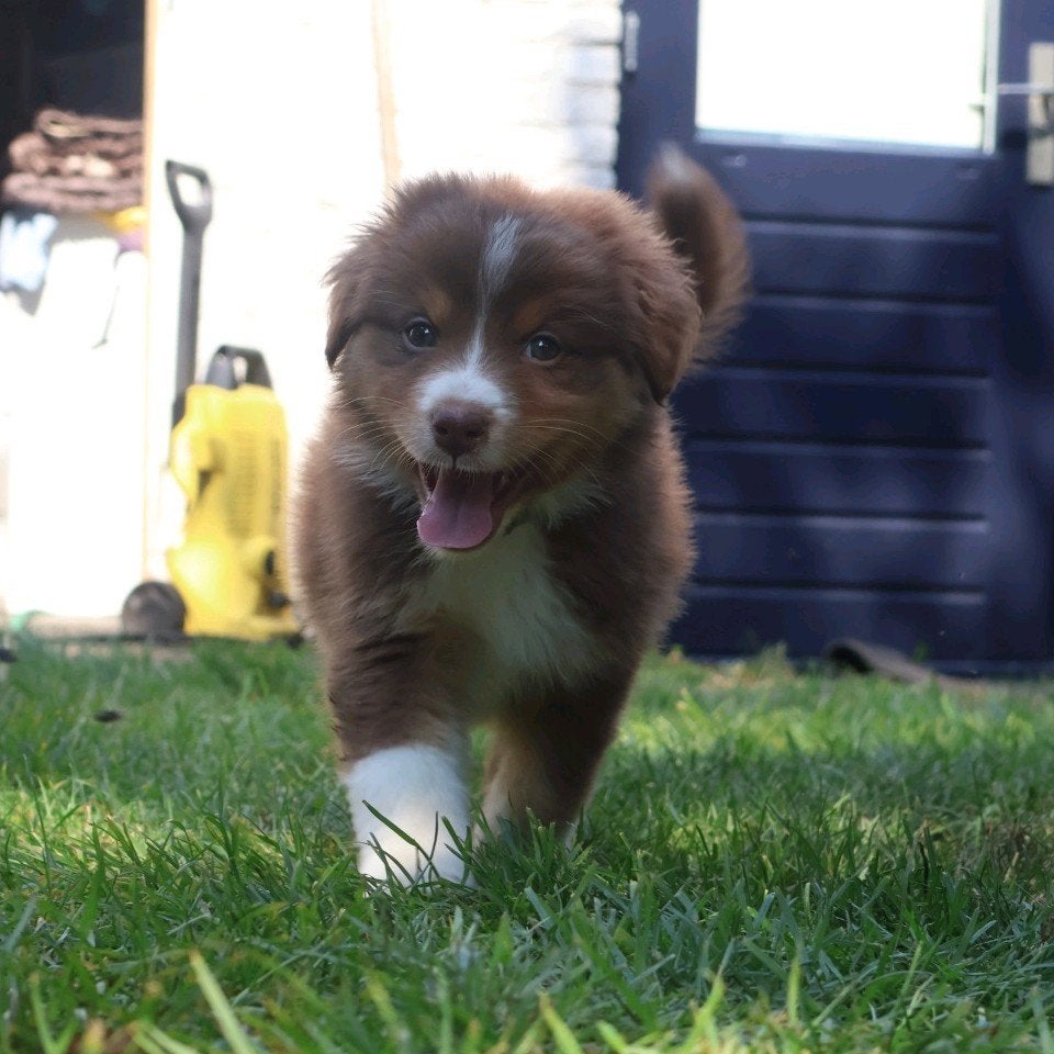 Australian Shepherd pups met stamboom, Dieren en Toebehoren, Parvo, 8 tot 15 weken, Meerdere, Meerdere dieren