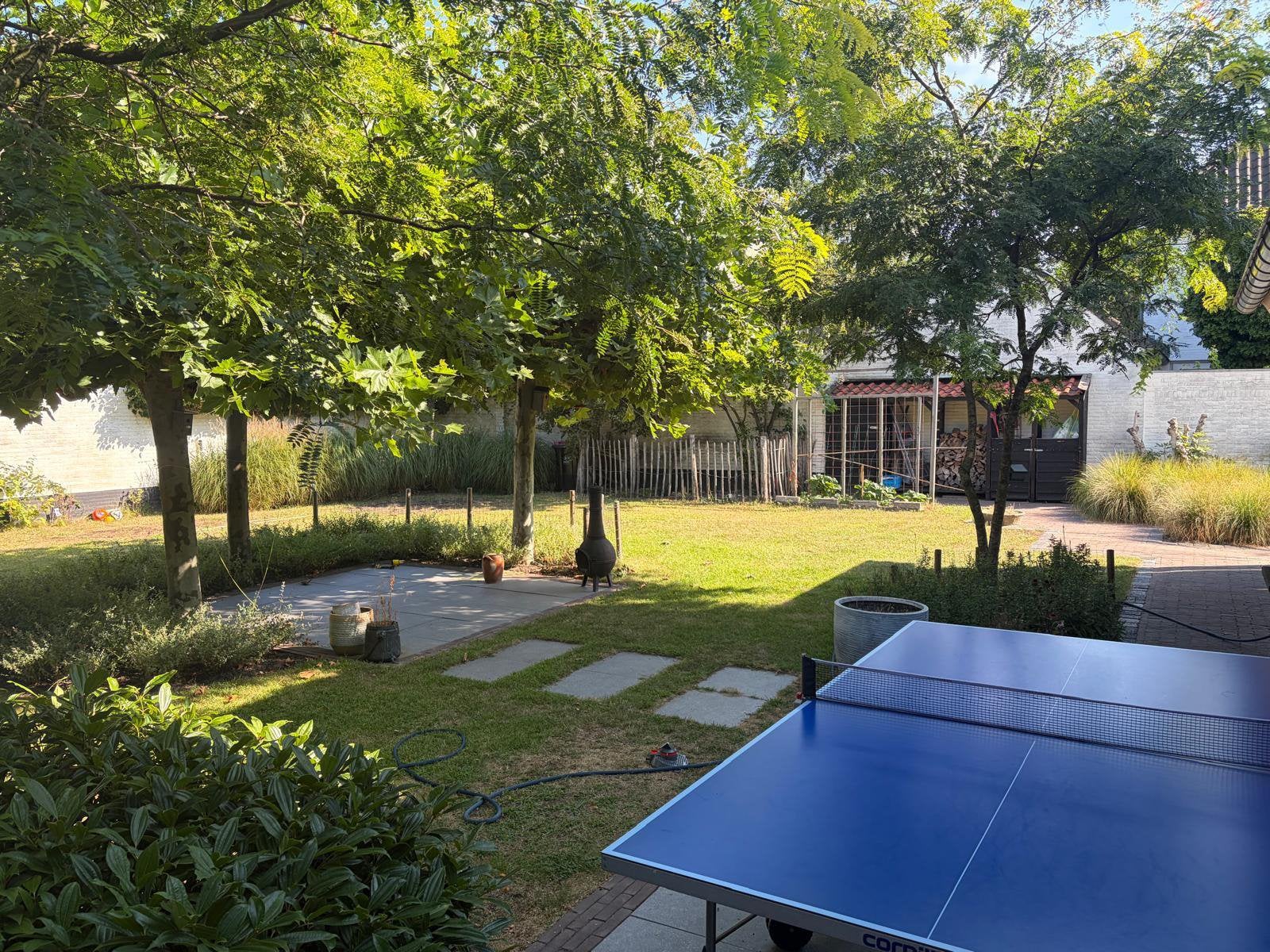 3 Prachtige Dakplatanen, Ophalen, Leiboom, Halfschaduw, Lente