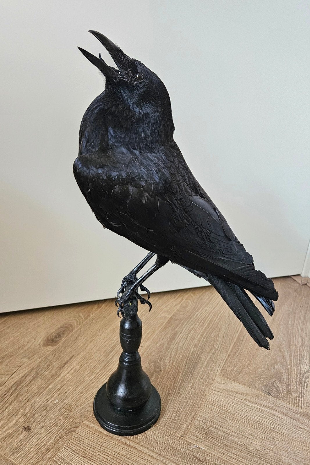 Opgezette kraai, Verzamelen, Dierenverzamelingen, Ophalen of Verzenden, Zo goed als nieuw, Vogel, Opgezet dier