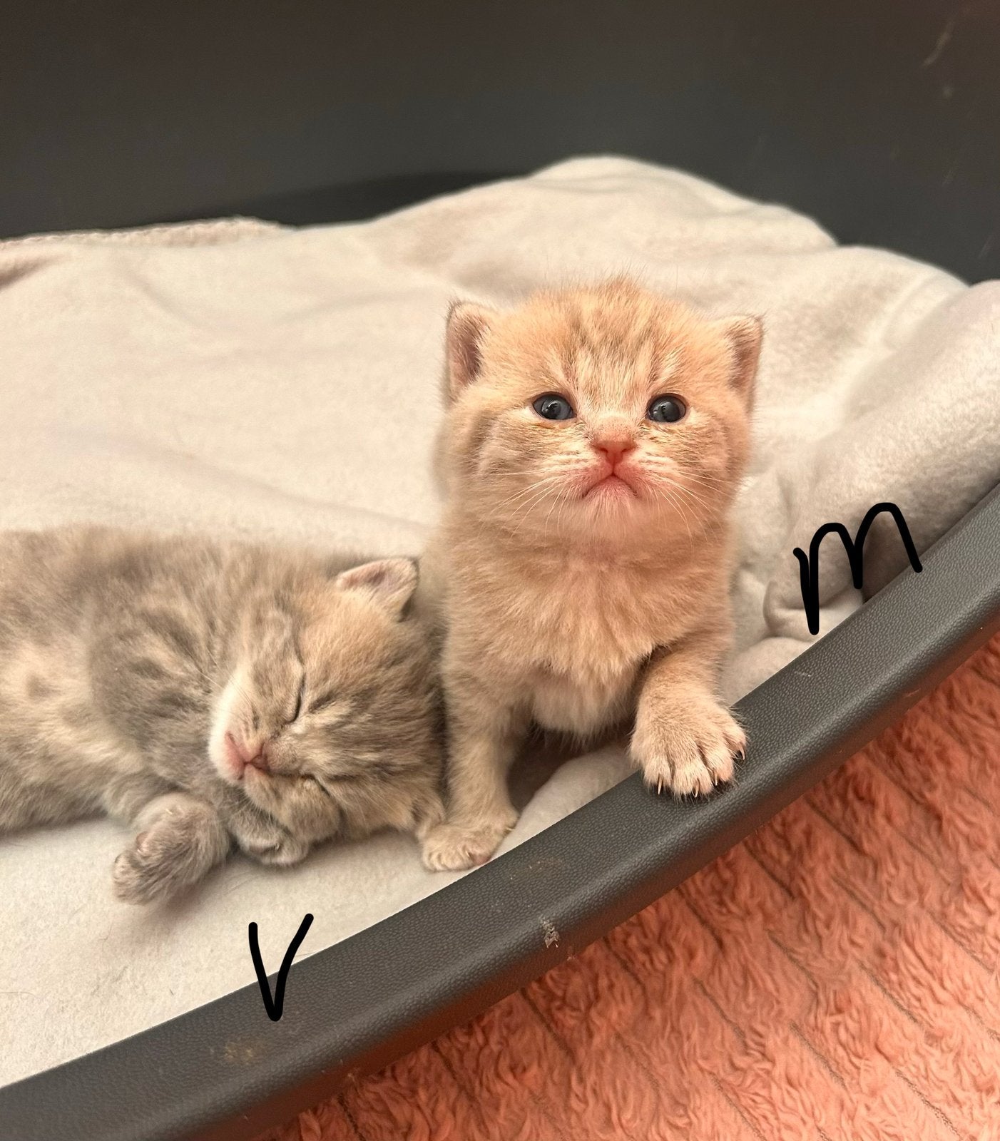 Raszuivere Britse Kortharen Tabby, Meerdere dieren, Ontwormd