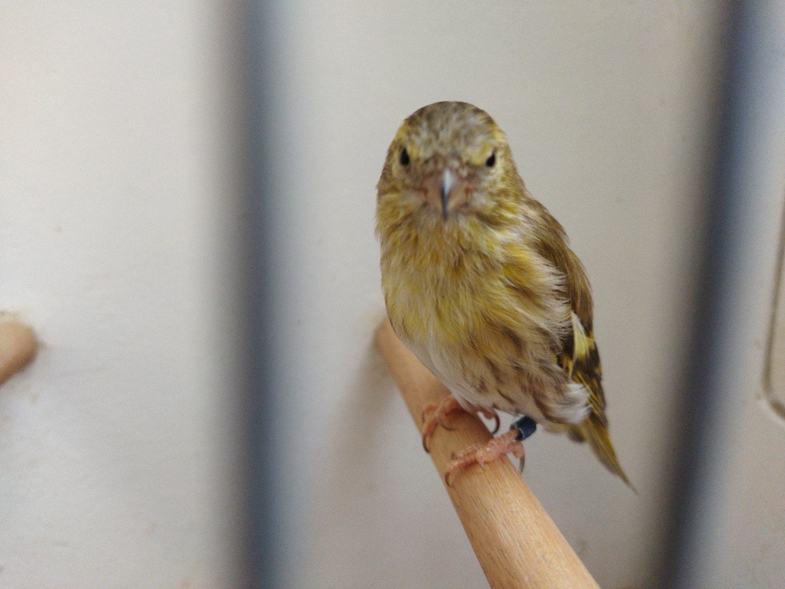 Bruine Europese sijs, Meerdere dieren, Bastaard