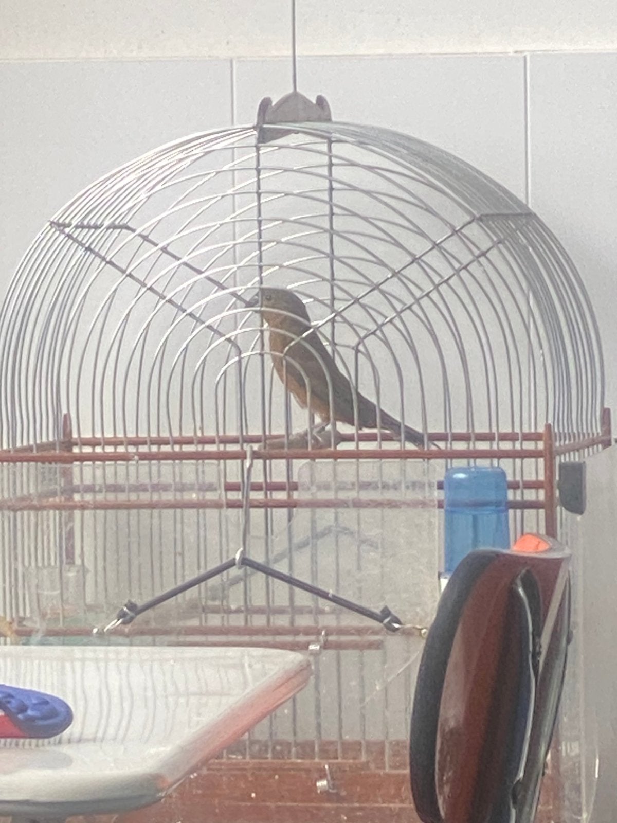 Twatwa, Meerdere dieren