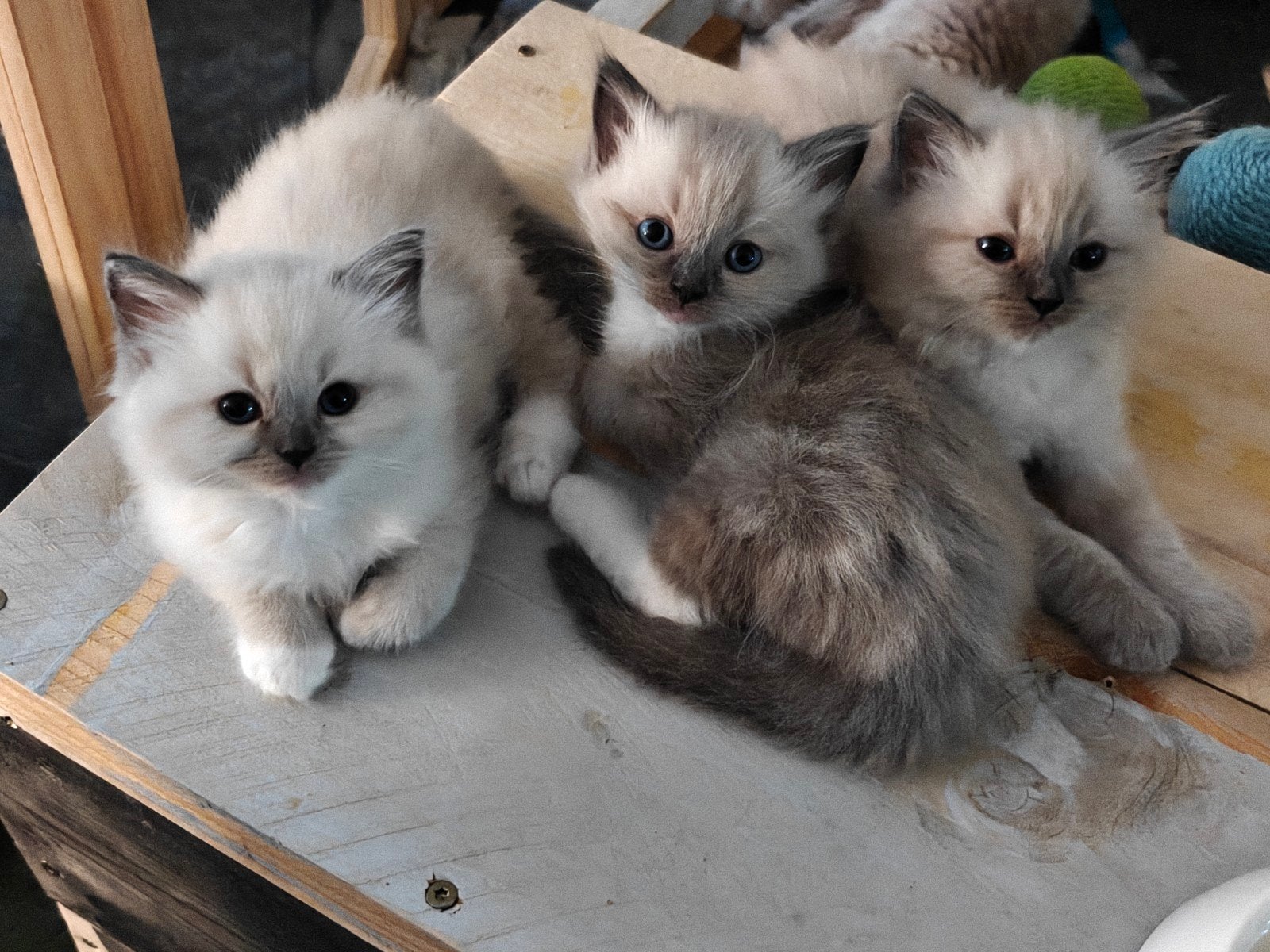 Hele Prachtige BirmaDoll kittens (Licht blauwe ogen), Meerdere dieren, Gechipt, 0 tot 2 jaar
