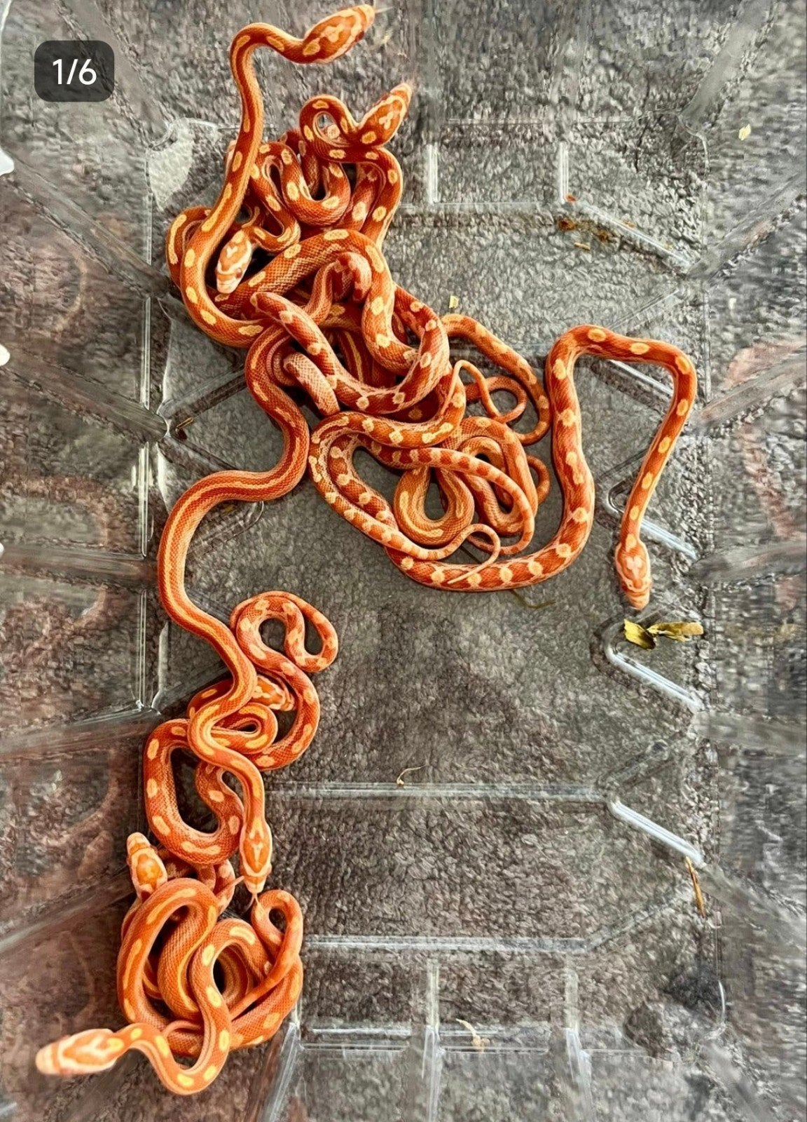 Jonge korenslangen te koop – diverse kleuren/patronen – eten Corn Snake - unknown for sale from Exoticana