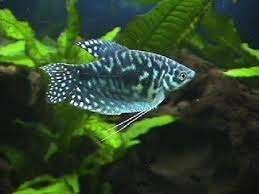 Diamantgoerami, Leeri, Cosbi , Blauwespat - mix bij Koidream, Vis, Zoetwatervis