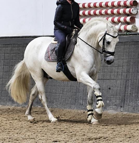 Lieve 14 jarige ruin, Dieren en Toebehoren, B, Ruin, Gechipt, 11 jaar of ouder