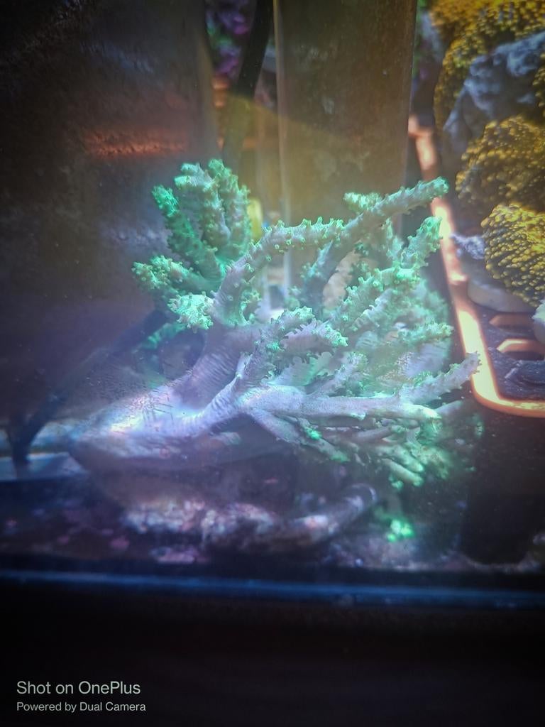 Sinularia vinger leder, Dieren en Toebehoren, Vissen | Aquariumvissen, Zoutwatervis