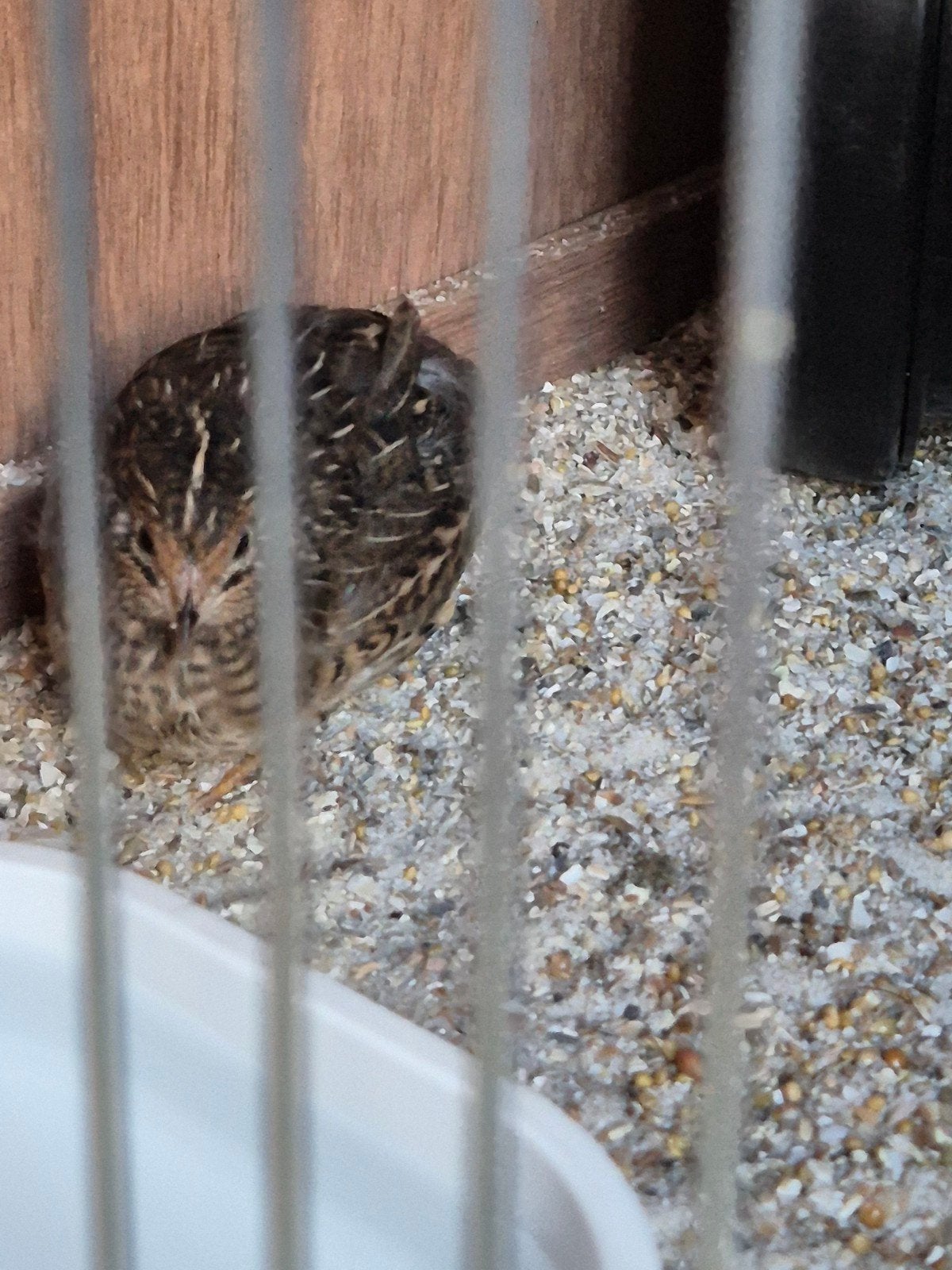 chinese dwergkwartel hen, Dieren en Toebehoren, Vrouwelijk