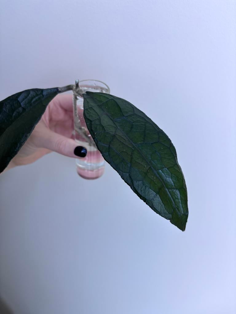 Hoya Clemensiorum Sumatra Stekje, Ophalen of Verzenden, Halfschaduw, Minder dan 100 cm