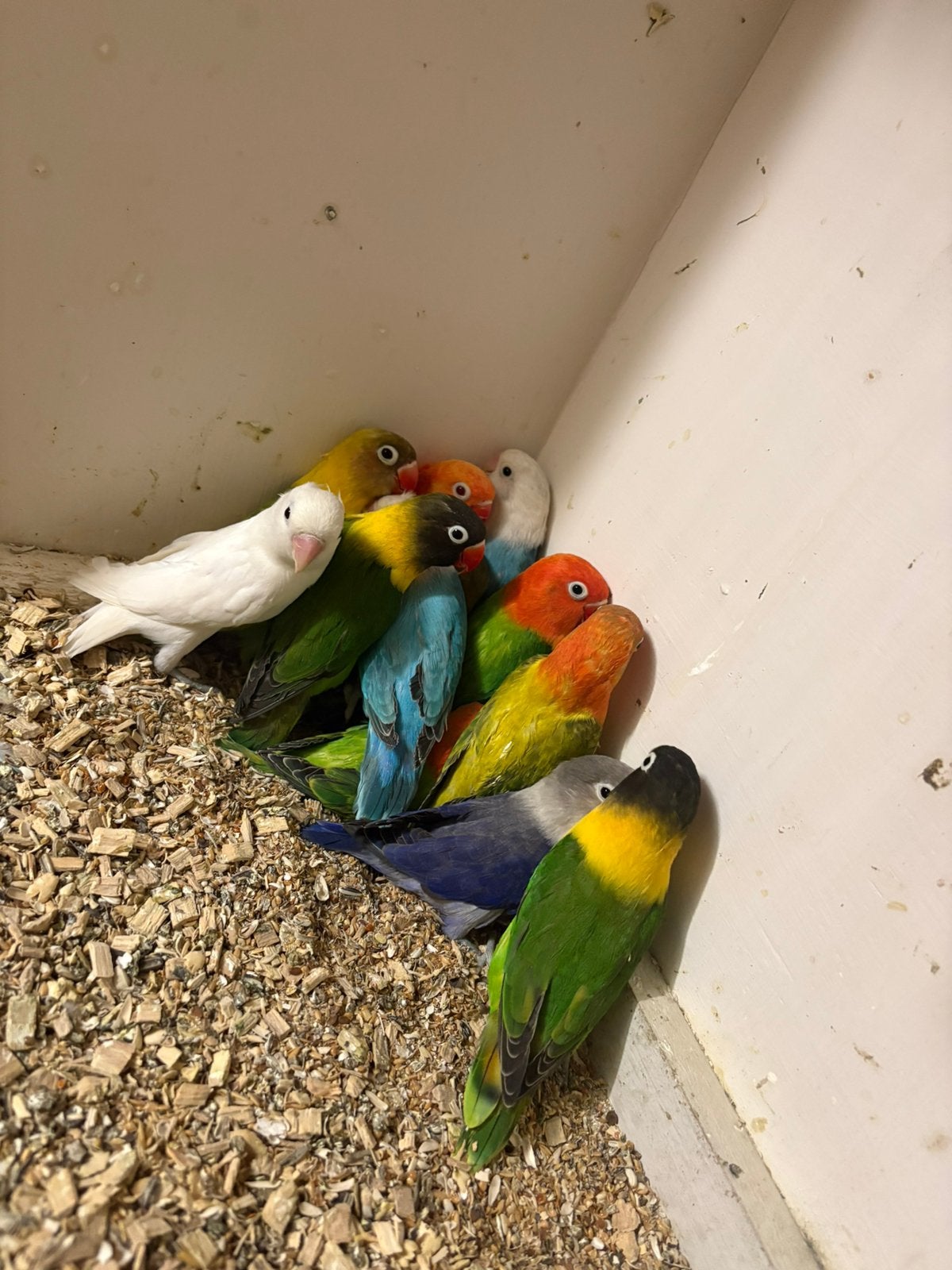 14 agapornis fischeri en personata, Dieren en Toebehoren, Vogels | Parkieten en Papegaaien, Meerdere dieren, Dwergpapegaai of Agapornis