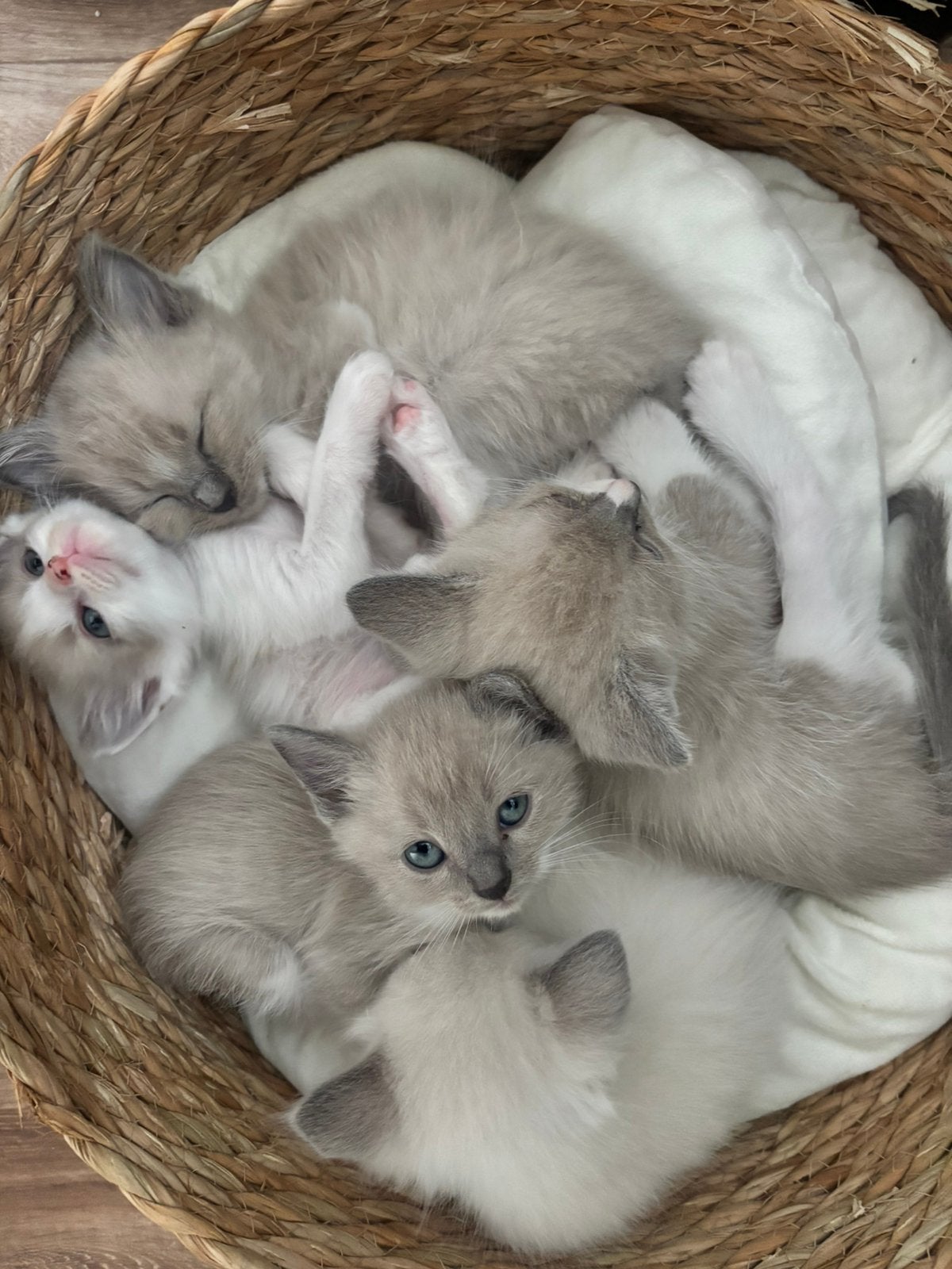 ️Nog 3 over Unieke Siamees Ragdoll️, Dieren en Toebehoren, Meerdere dieren, Ontwormd
