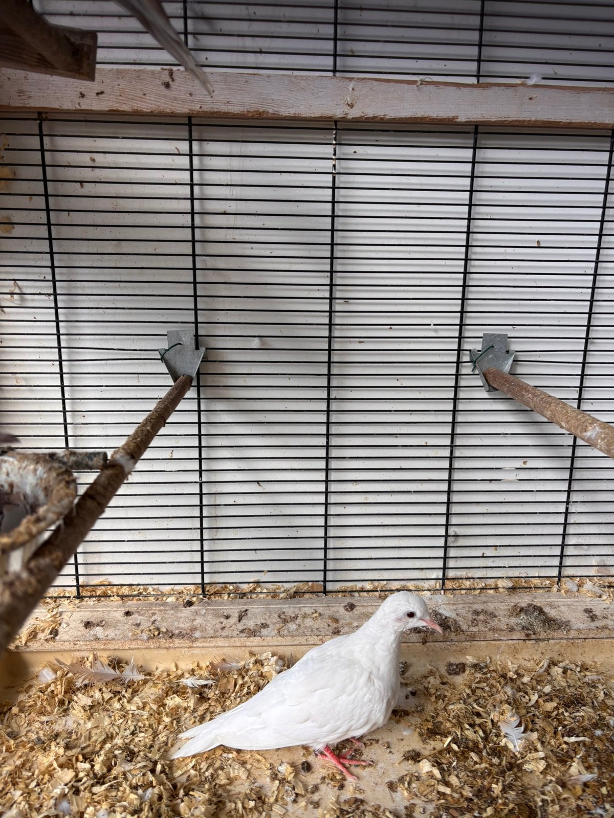 Twee jonge duifjes, Meerdere dieren, Overige soorten