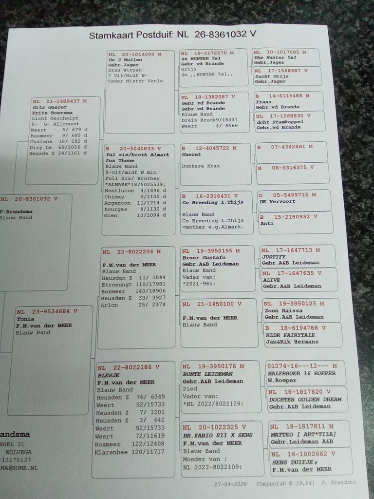 Jonge koppel postduiven uit 2e Ronde., Meerdere dieren, Postduif