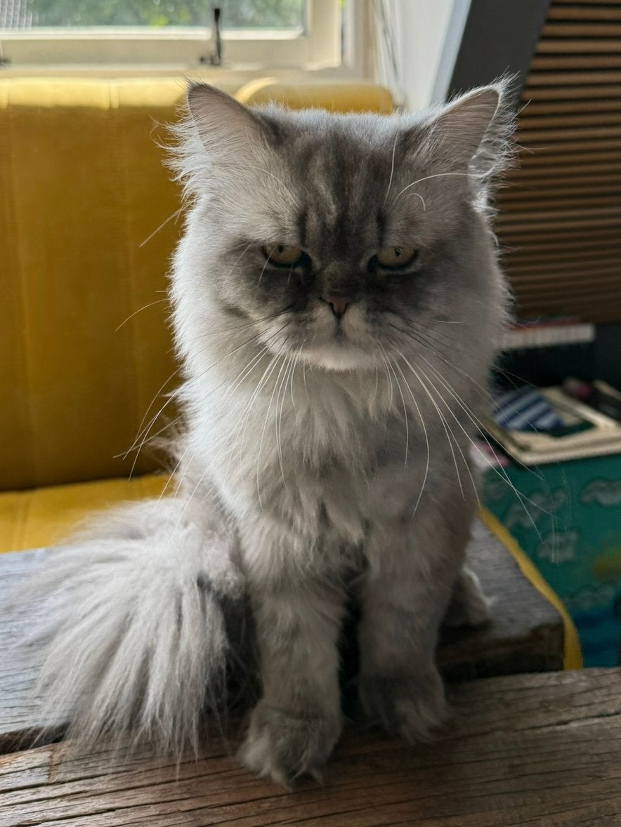 ️ Twee lieve katten zoeken samen een nieuw huisje!, Meerdere dieren, 0 tot 2 jaar