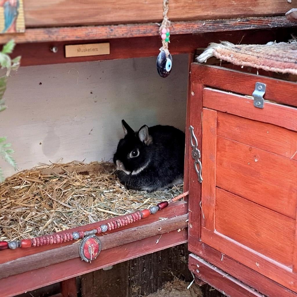 Konijn vrouwtje dwergkonijn zoekt nieuw huisje, Vrouwelijk, Dwerg