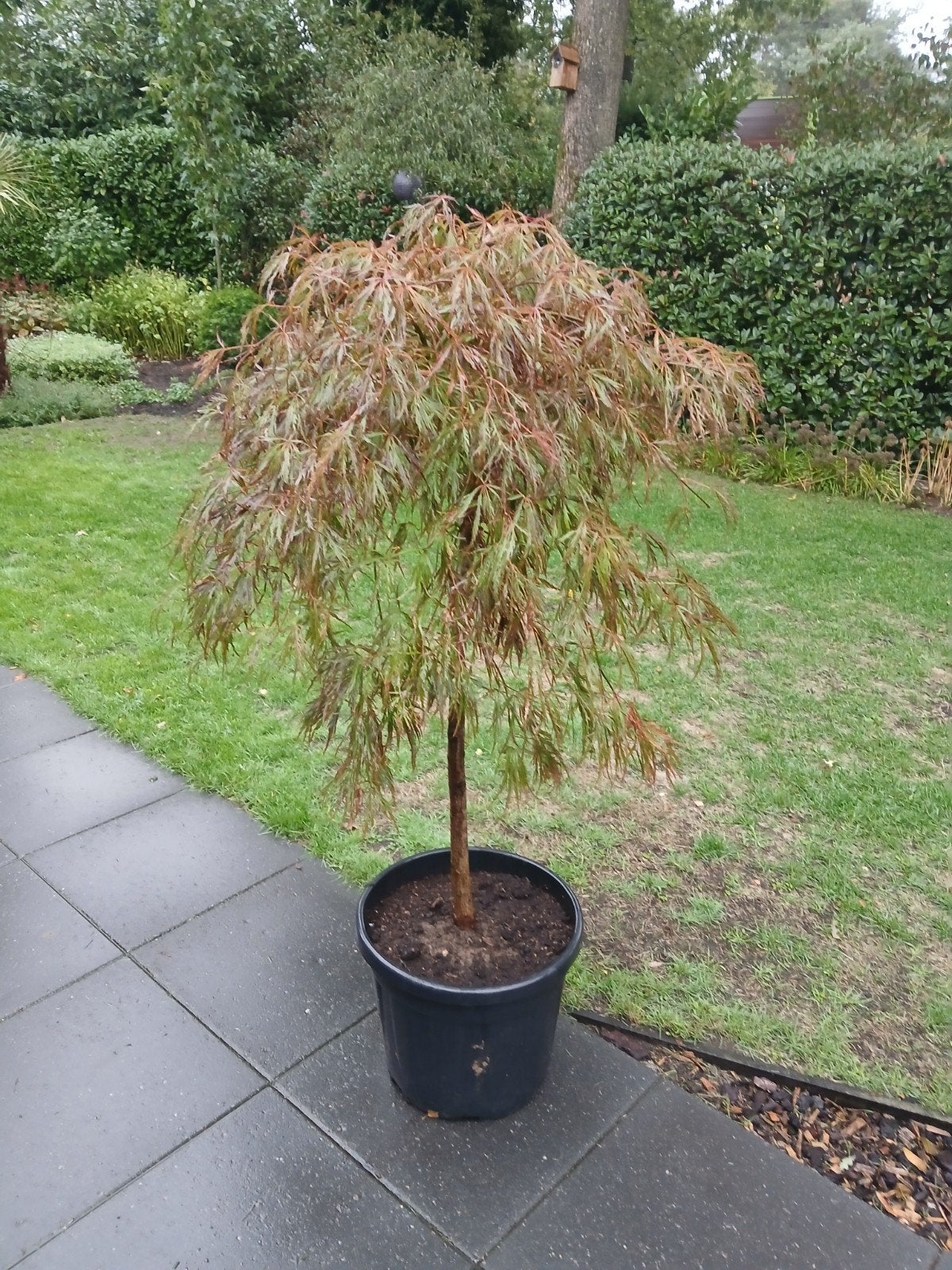Acer Inaba Shidare 80 cm stam, Tuin en Terras, Bloeit niet, Treurboom, Minder dan 100 cm, Ophalen