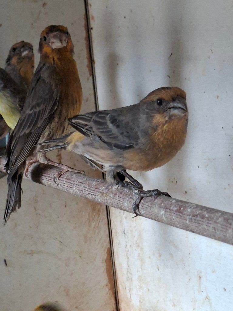 roodmussen, Meerdere dieren, Kleurkanarie