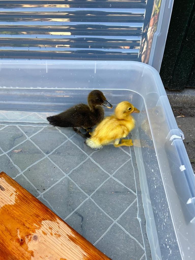 2 jonge loopeenden, Geslacht onbekend, Eend