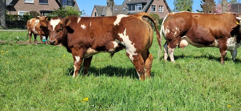 Super mooie verbeterd roodbont dekstier, Dieren en Toebehoren, Runderen, Mannelijk, 0 tot 2 jaar