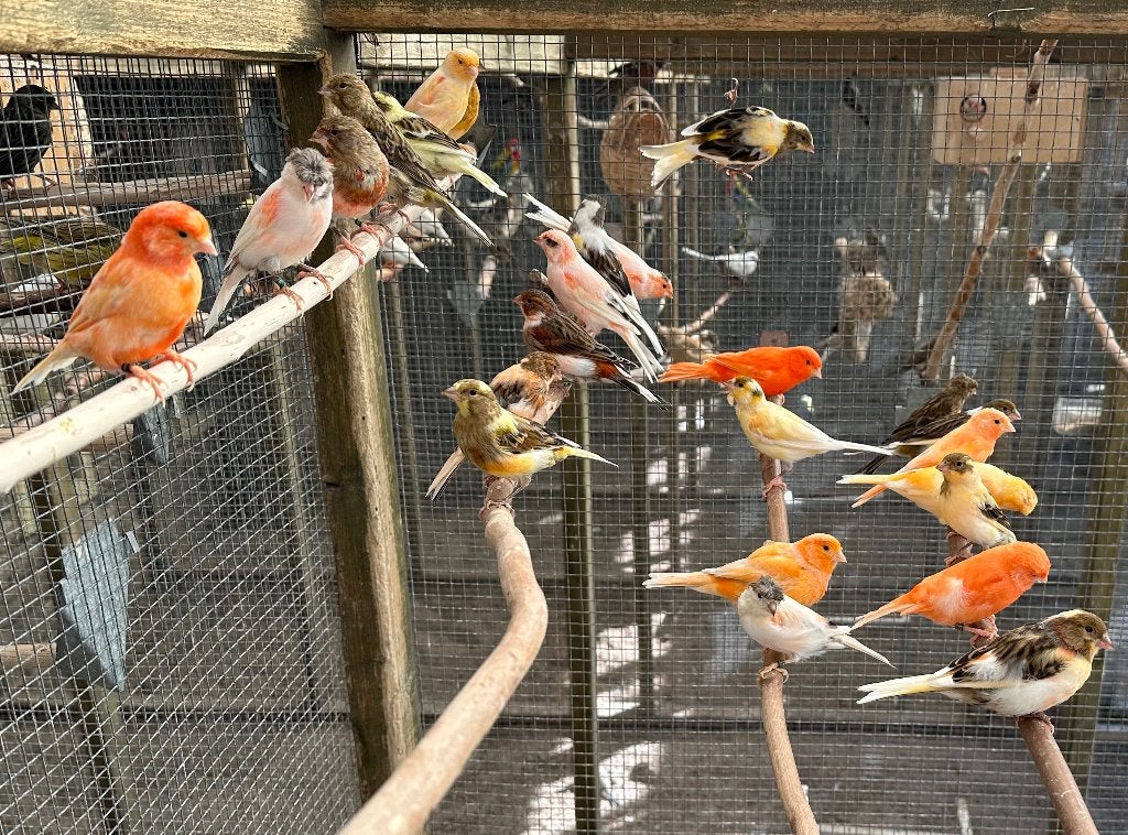 Rode en harlekijn kanaries koppels, Meerdere dieren, Kleurkanarie