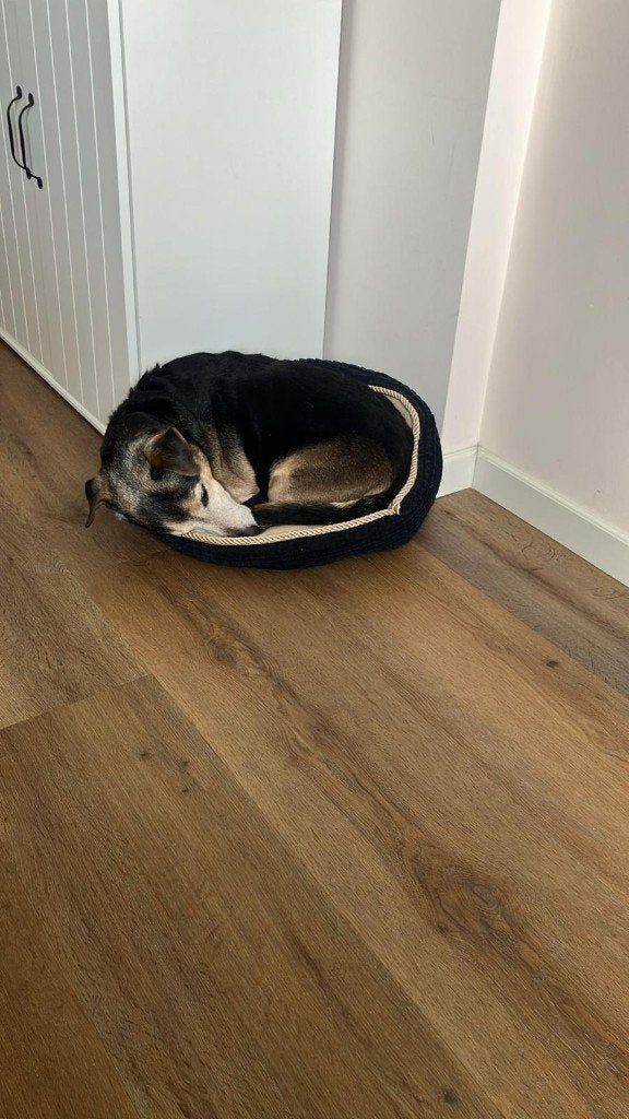 Hond zoekt fijn huis!, Dieren en Toebehoren, Honden | Jack Russells en Terriërs, 6 jaar of ouder, Jack Russell Terriër, Reu, Eén hond