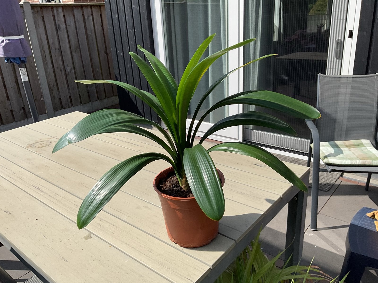 Kamerplant Clivia - Hoogte 50-55 cm, Ophalen, Overige soorten, Halfschaduw, In pot