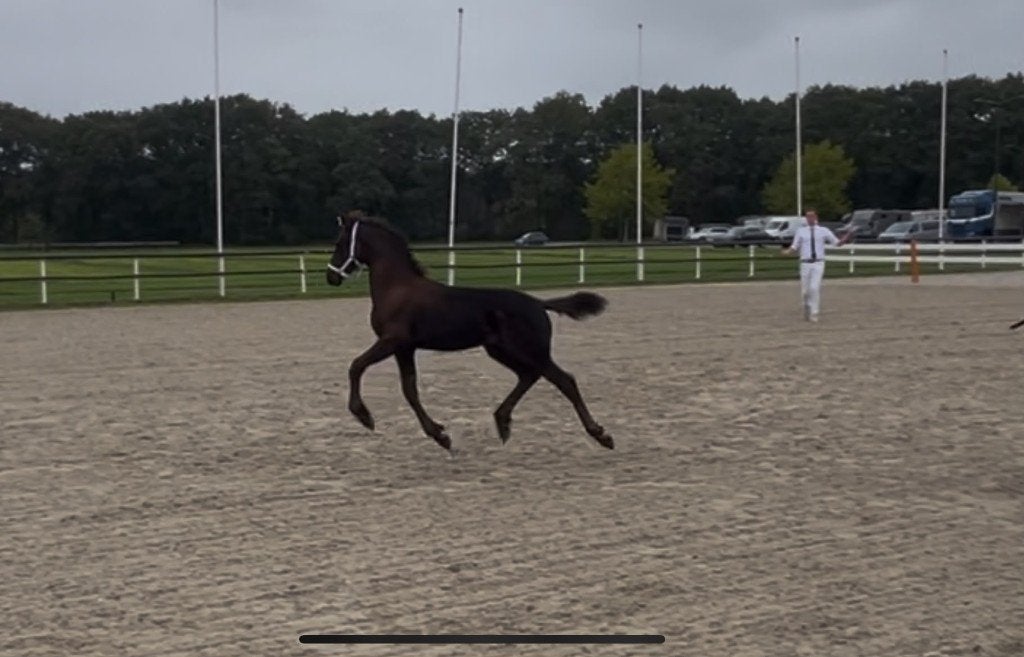 Fries hengsten veulen Vol papier, Dieren en Toebehoren, Minder dan 160 cm, Met stamboom, Niet van toepassing, Dressuurpaard