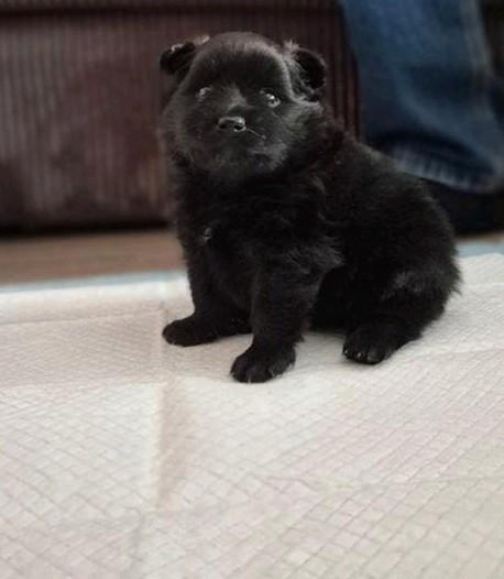 Pomeriaan pups, Dieren en Toebehoren, Honden | Chihuahua's en Gezelschapshonden, Overige rassen, 8 tot 15 weken, Meerdere, Meerdere dieren