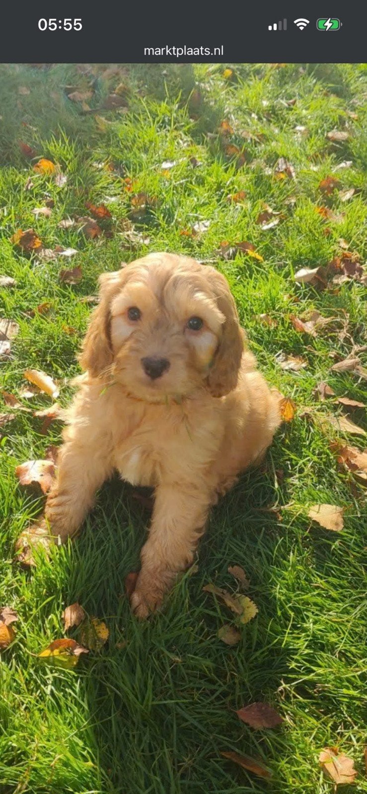 Engelse Cocker x Poedel pups (Cockapoo), Nederland, Overige rassen, 8 tot 15 weken, Meerdere