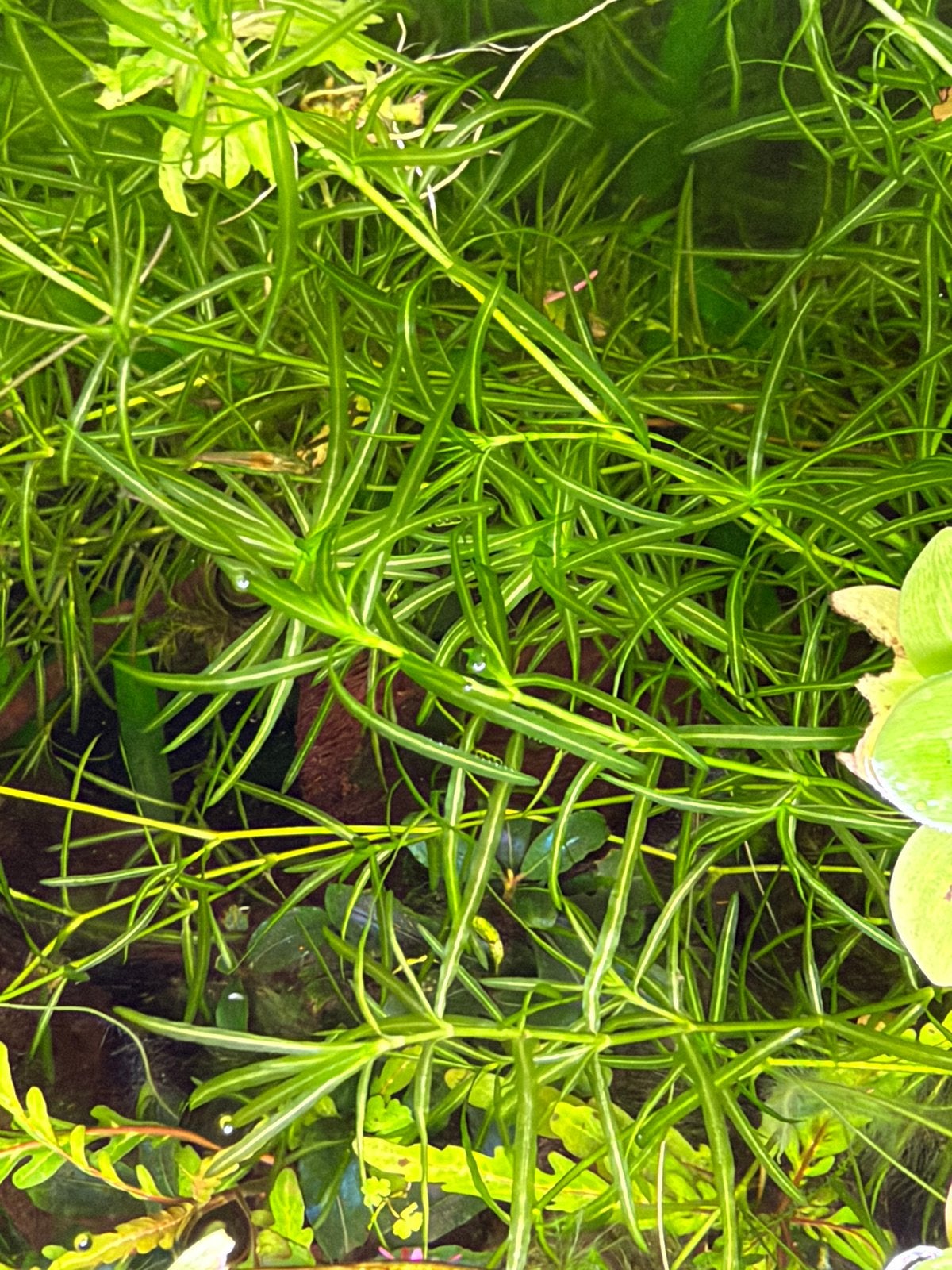 Pogostemon Stellatus Octopus – aquariumplant stekjes, Ophalen of Verzenden, Zo goed als nieuw, Plant(en), Steen of Hout