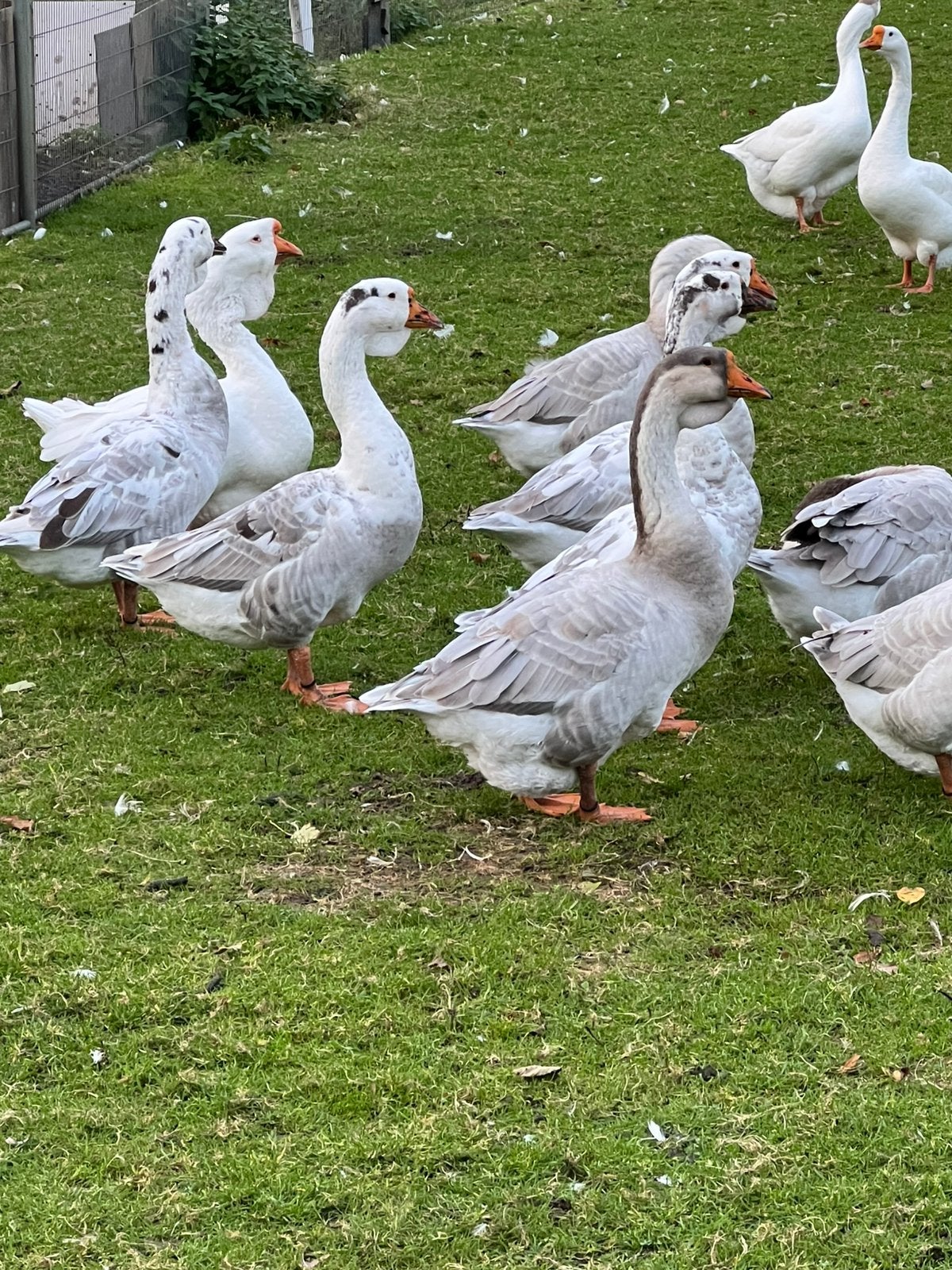 Lavendel kleur knobbel ganzen, Dieren en Toebehoren, Meerdere dieren, Gans of Zwaan