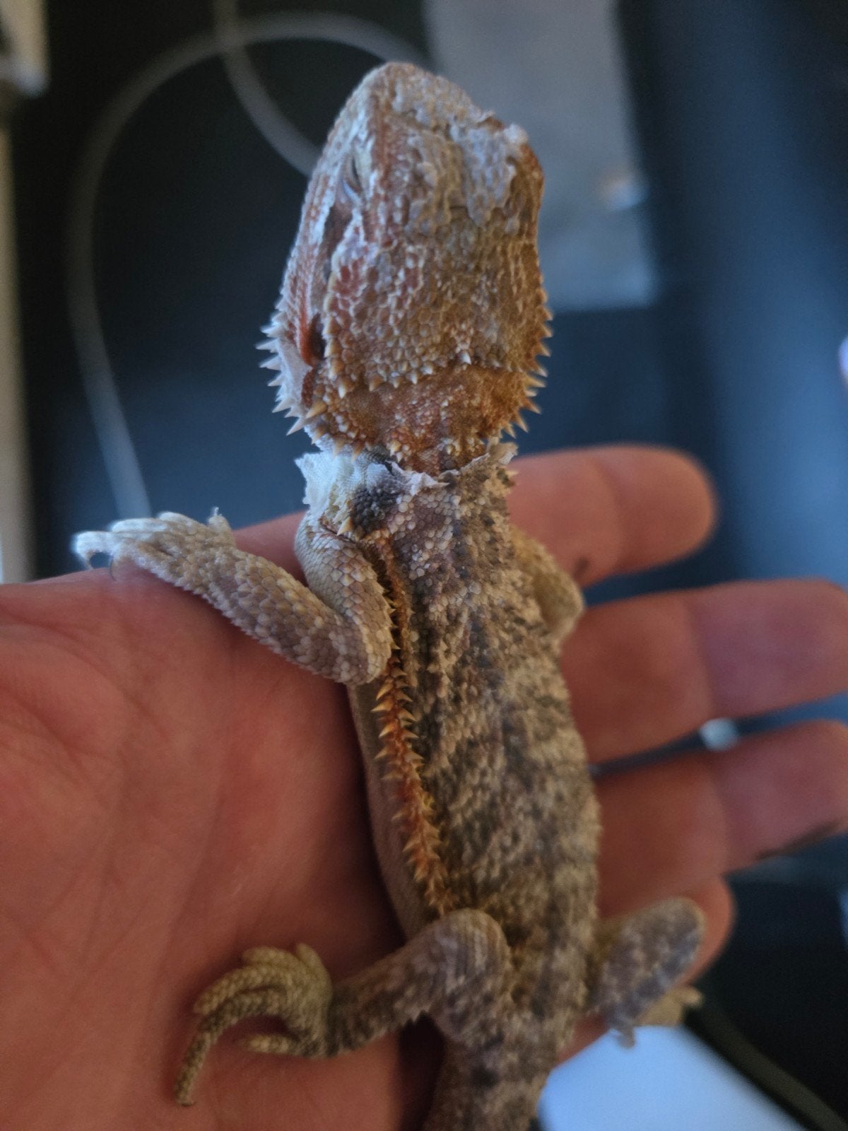 Baardagaam Pogona Vitticeps Classic/Normal Bearded Dragon photo 2
