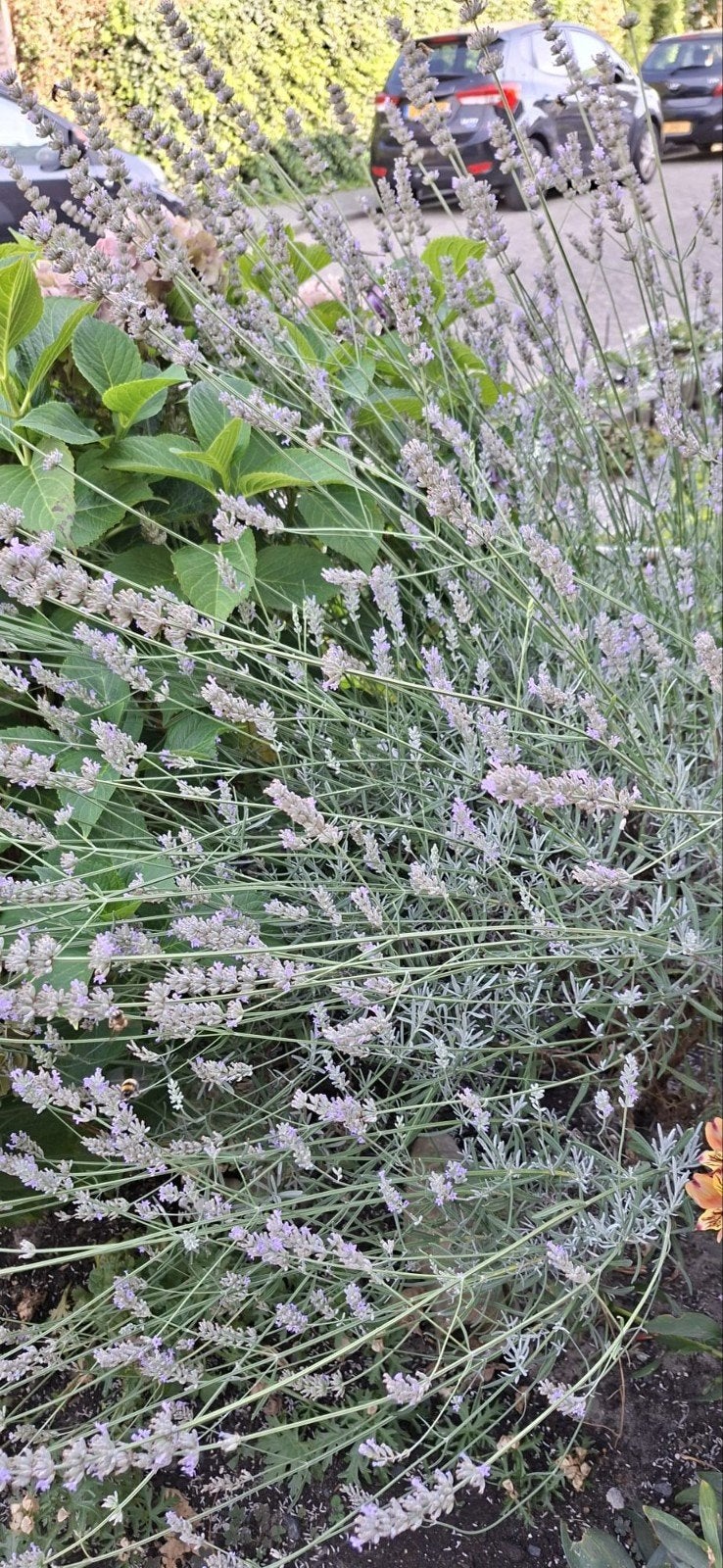 mooie grote planten., Tuin en Terras, Ophalen, Overige soorten, 100 tot 250 cm