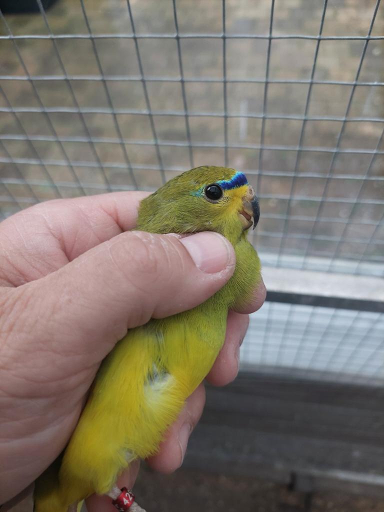 Elegant man, Dieren en Toebehoren, Vogels | Parkieten en Papegaaien, Mannelijk, Parkiet, Geringd