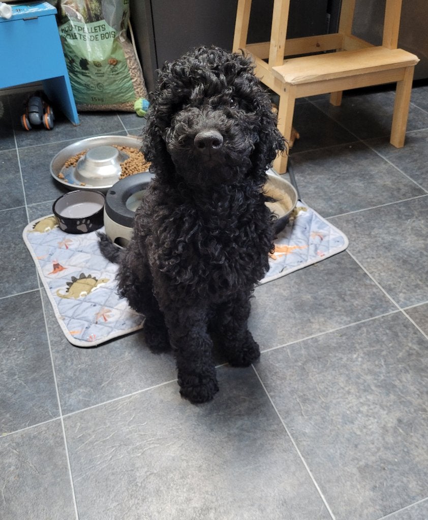 Australian Labradoodle-teefje uit geteste ouders, Dieren en Toebehoren, Honden | Retrievers, Spaniëls en Waterhonden, Overige rassen