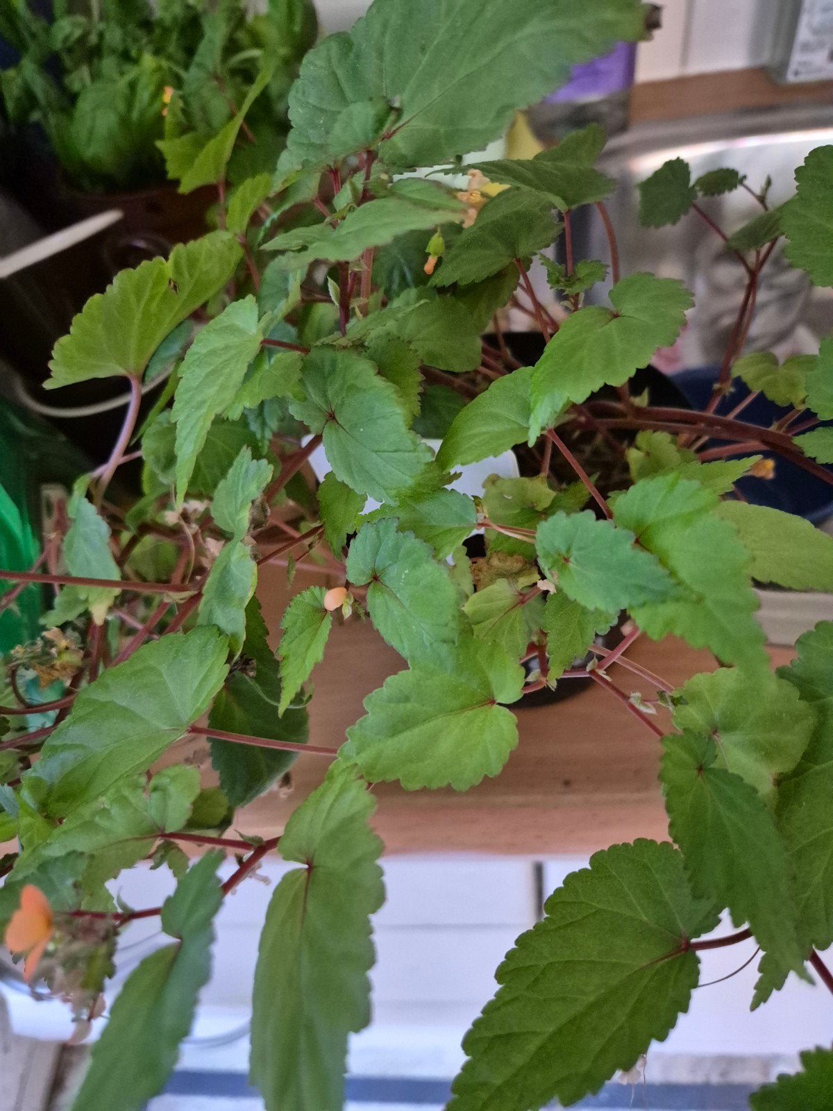 Begonia grandis  sutherlandii, Vaste plant, Halfschaduw, Zomer, Ophalen