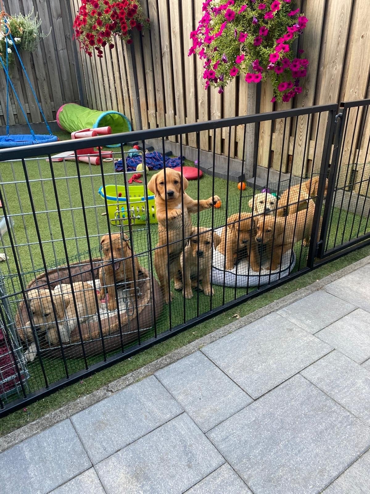 Puppyren voor binnen of buiten, Dieren en Toebehoren, Ophalen, Gebruikt