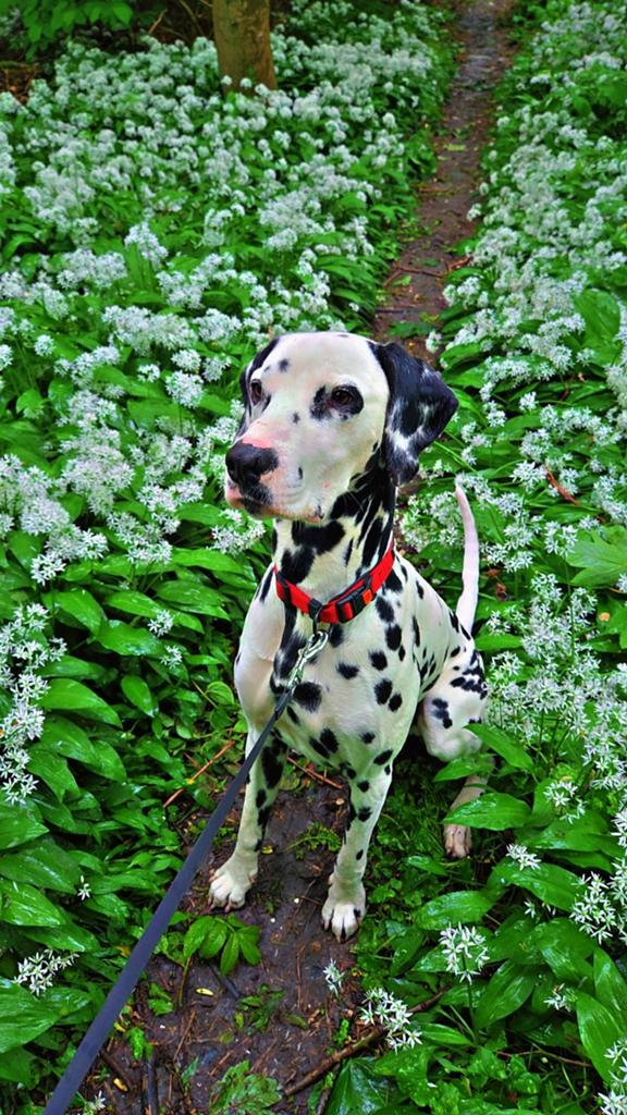 Dalmatiër reu 2,5jr zoekt gouden mand!, Dieren en Toebehoren, Honden | Setters en Staande honden, 1 tot 2 jaar, Eén hond, Nederland