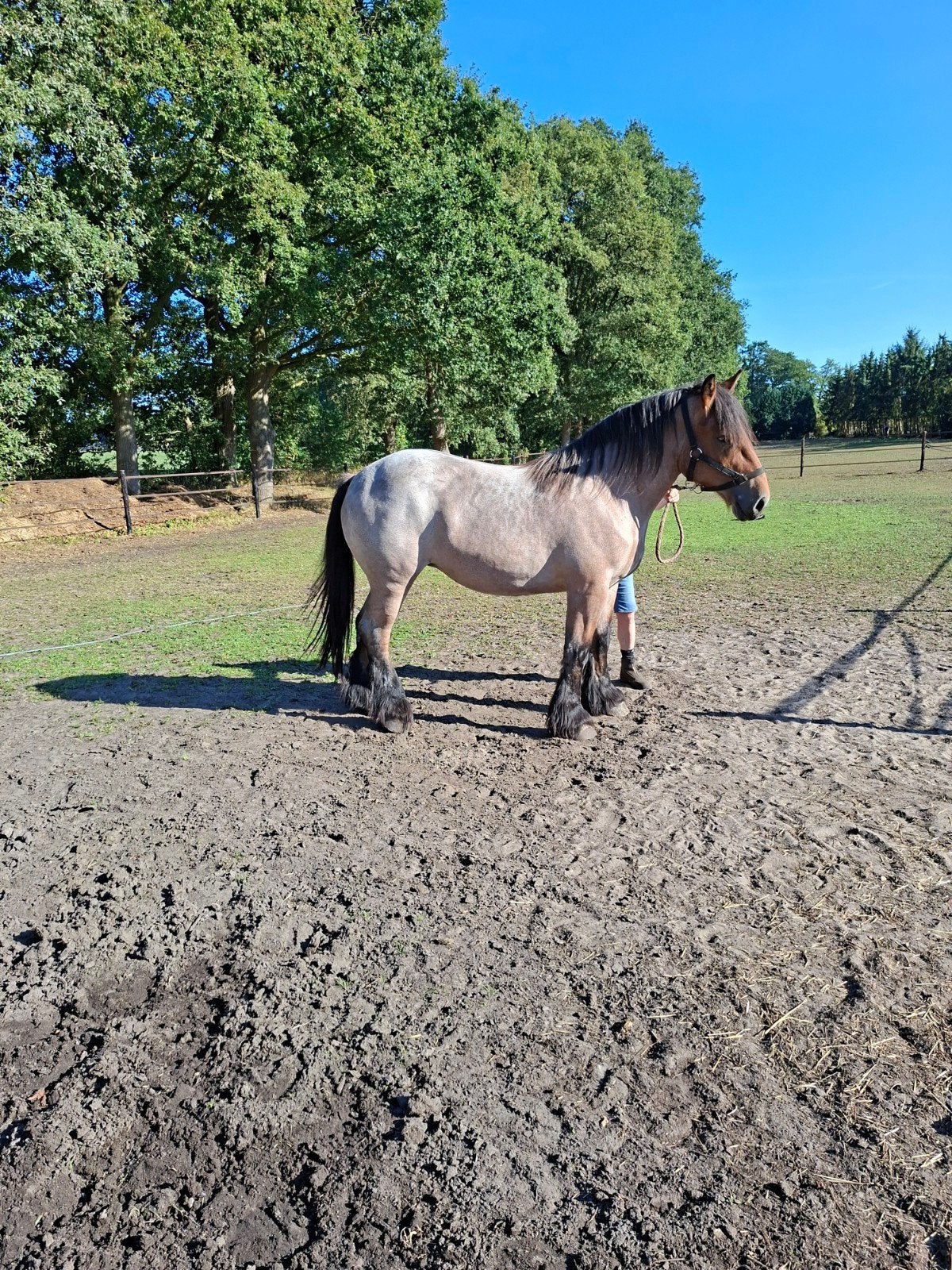 Belgisch trekpaard,  merrie 2  jaar en 6mnd, Merrie, Met stamboom, 3 tot 6 jaar, 160 tot 165 cm
