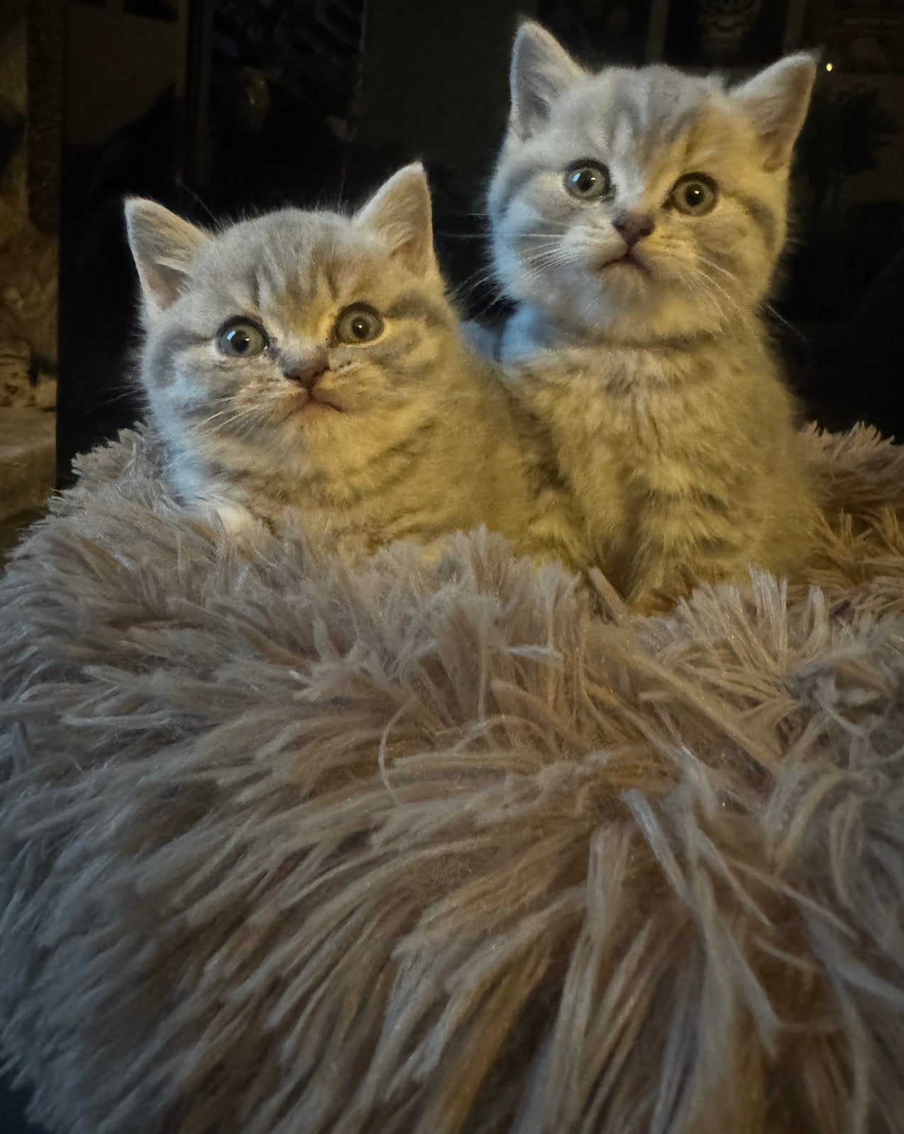 Allerliefste britse korthaar kittens zoeken gouden mandje, Dieren en Toebehoren, Kater, Ontwormd, 0 tot 2 jaar