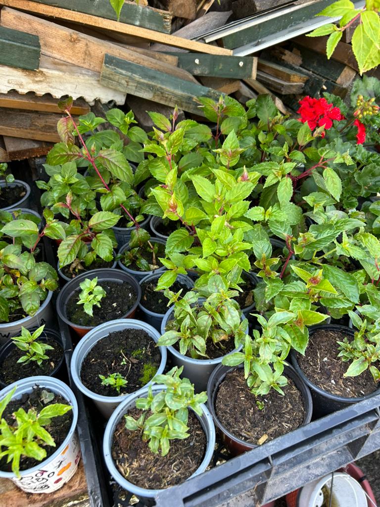 Verschillende Fuchsia stekken, Ophalen, Eenjarig, Overige soorten, Volle zon
