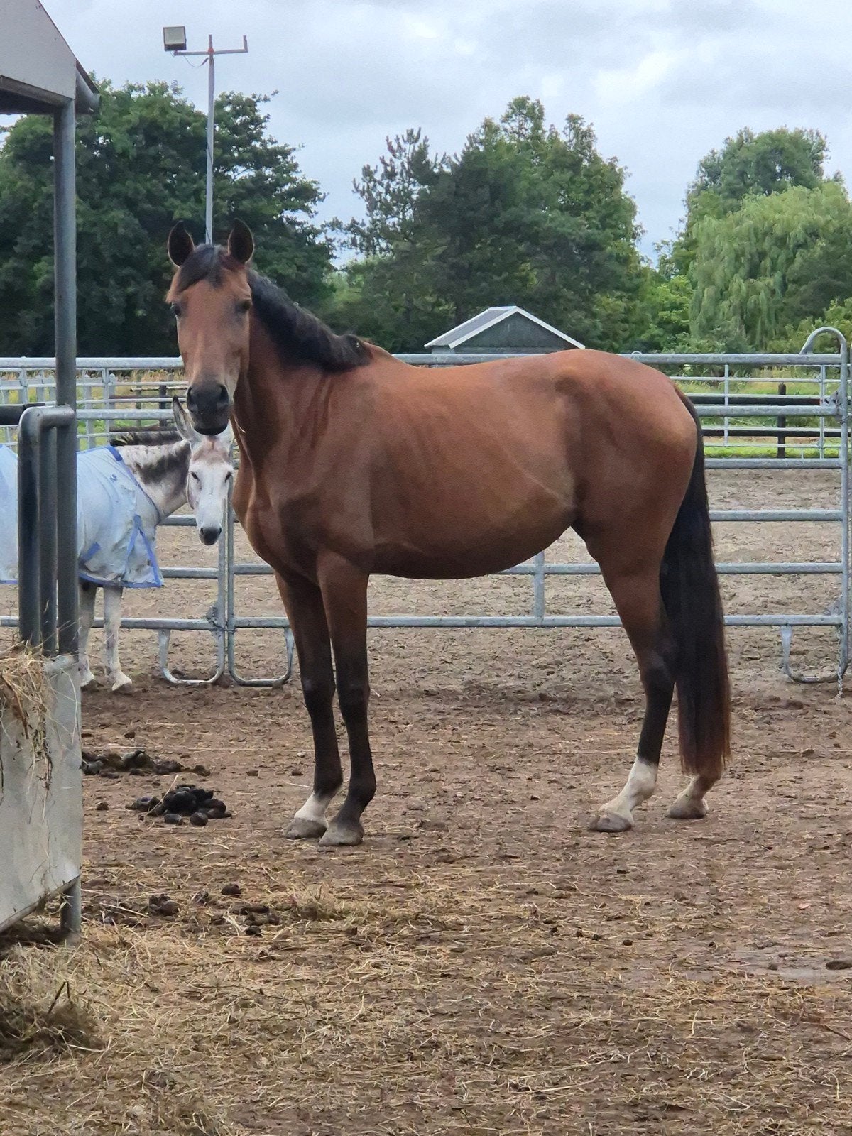 Lieve mooie 4 jarige E-pony merrie, 100% gestipt veulen '27, Zadelmak, 3 tot 6 jaar, Gechipt, Merrie